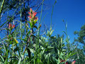 Red Indian Paintbrush