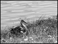 Duck... Duck...