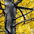 Dry Wood - 2
