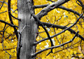 Dry Wood - 1