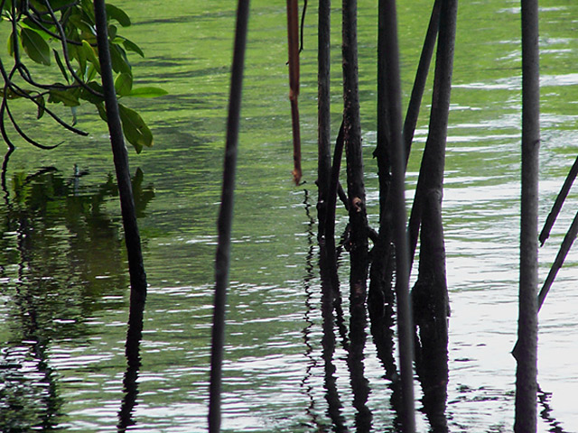 Black River Mangrove