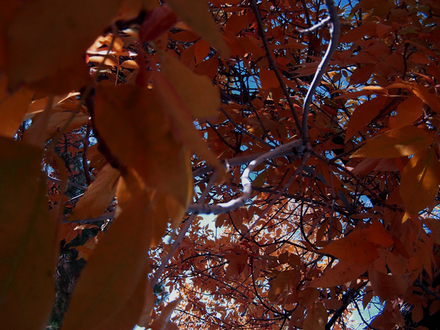 Fall Colors 2