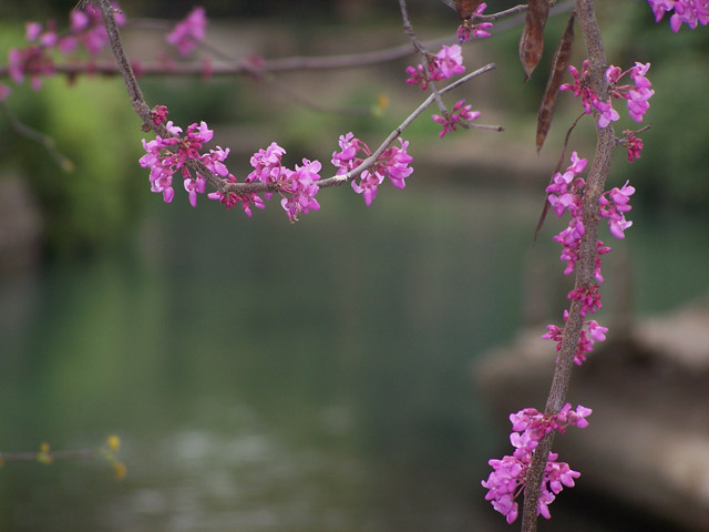 San Antonio River Walk 2