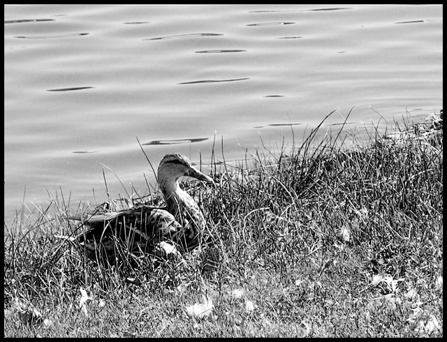 Duck... Duck...
