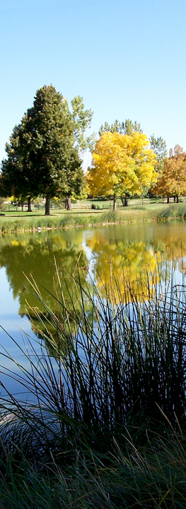 Reflections of Fall