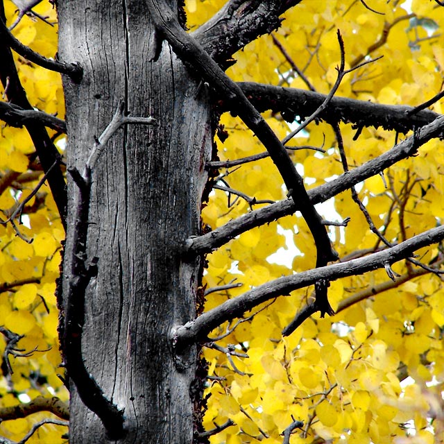 Dry Wood - 2