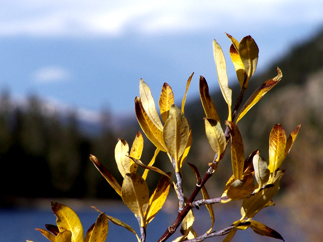 Fall 9