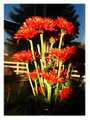 mums for me.jpg