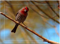 House finch