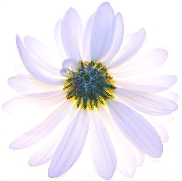 light on white retouch.jpg
