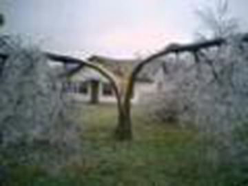 tree-with-ice.jpg