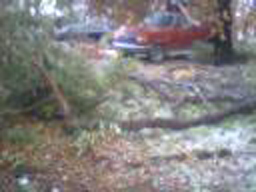fallen tree.jpg