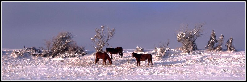 Horses 3