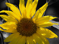 Sunflower with black and white background