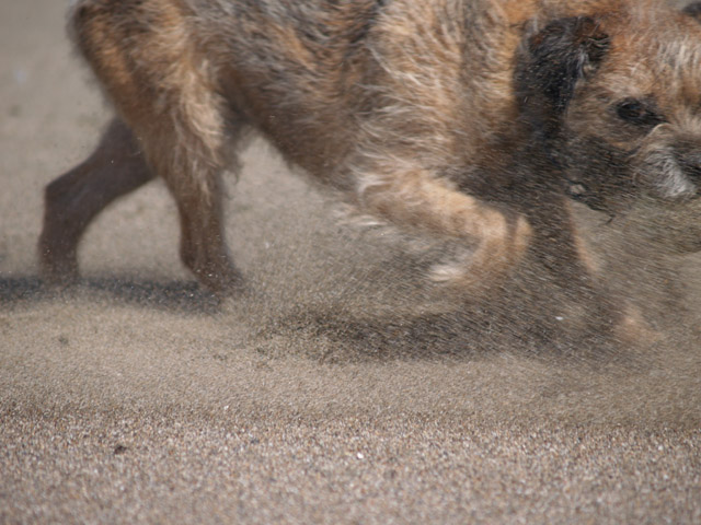Dog at the Beach