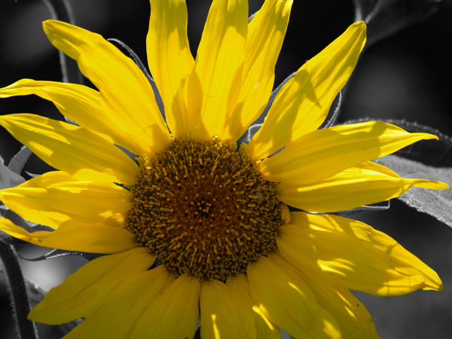 Sunflower with black and white background