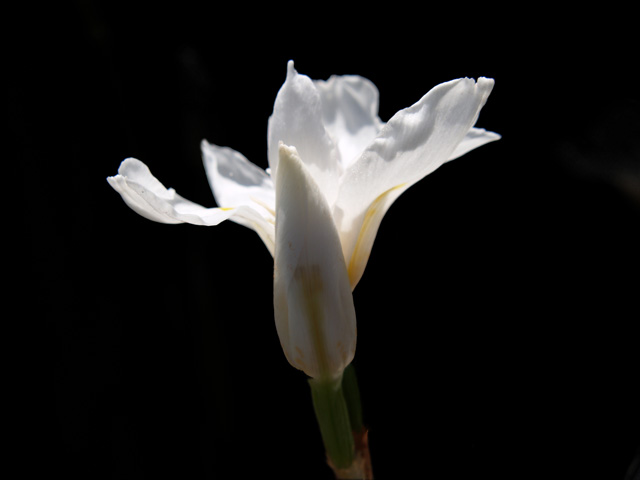 Edited flower