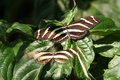 Butterflies