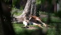 Roo's
