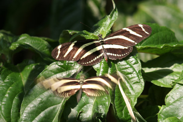 Butterflies