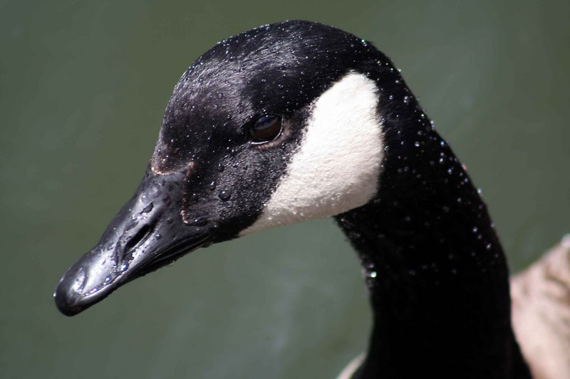 Goose