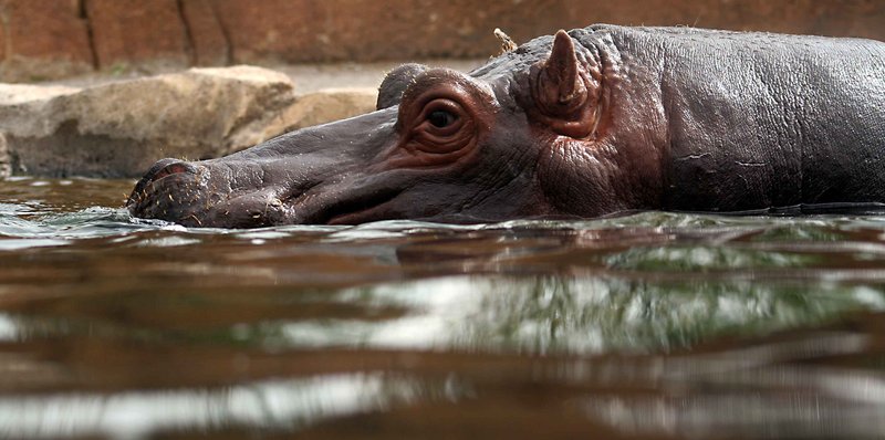 Hippo2