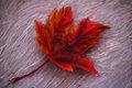 Oak Leaf