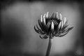 Fall Flower