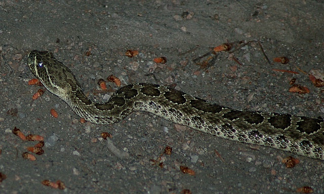 Colorado Diamond Back Rattlesnake