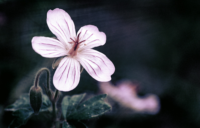joeyized_flower640.jpg