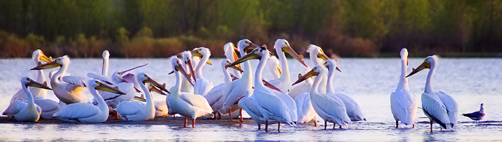 Pelicans.jpg