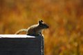 Pondering Little Buddy