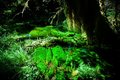 Moss