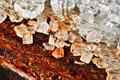 Ice