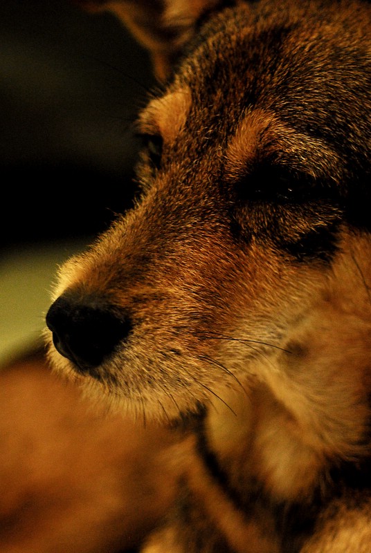 Scruffy