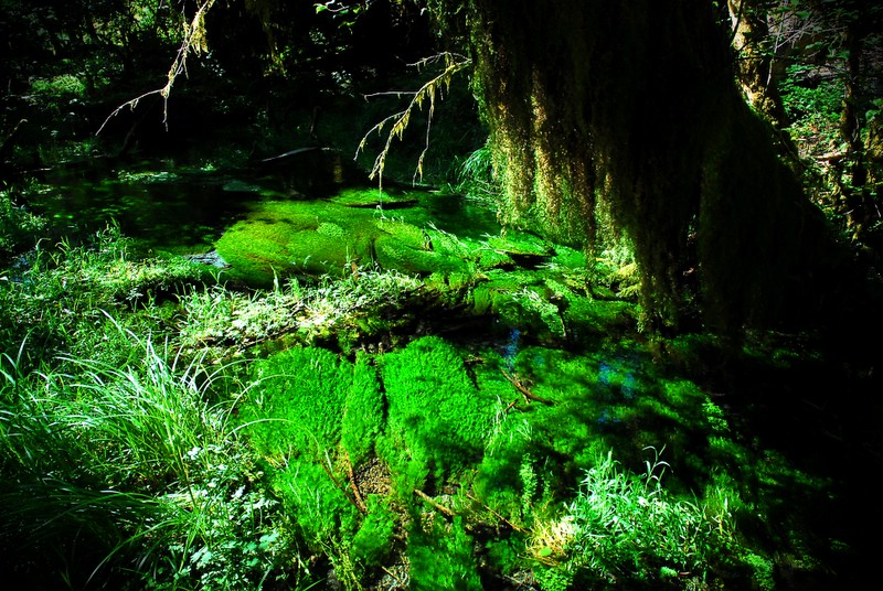 Moss