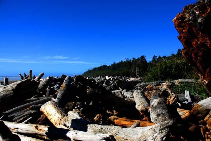 Driftwood