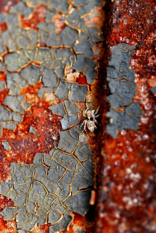 Stone Spider