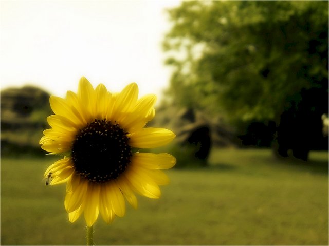 Stop and Smell The Flowers