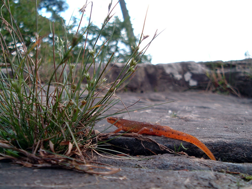 orange_salamander.jpg