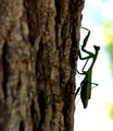 DSC_0004 copy.jpg