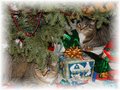 Feline Merry