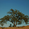 Oak on th Hill