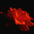 Day-11---The-Rose 
