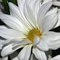 Day 16 - The Daisy