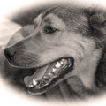 Day 18 - The Dog