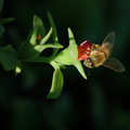 The-Bee-Again.jpg