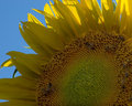 Sunflower 1