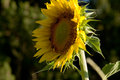 Sunflower 2