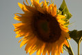 Sunflower 5